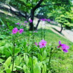 みちのくトレイルの写真。道沿いに生えている紫色の花が揺れていいます