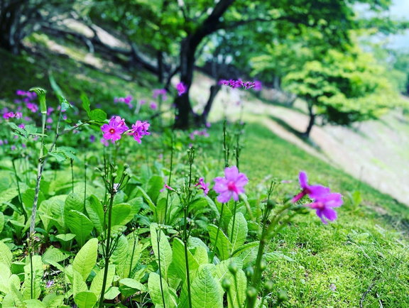 みちのくトレイルの写真。道沿いに生えている紫色の花が揺れていいます