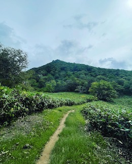 登山道から見える黄金山。別名、黄金富士