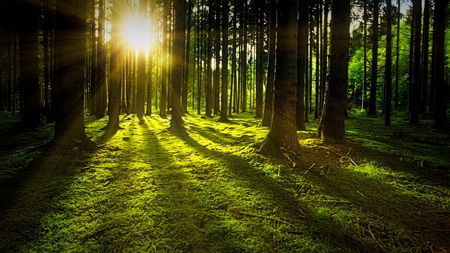 trees-gc476d6abc_640